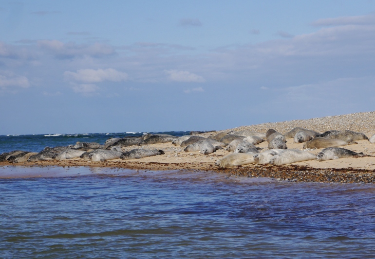 Seals on Blakeney Point